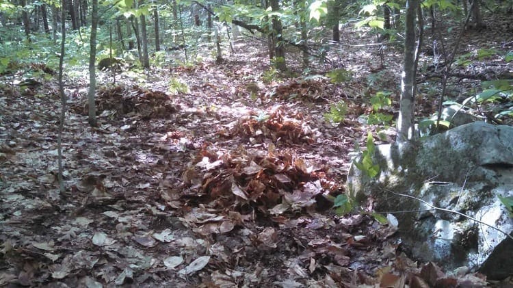 Are Long Term DIY Survival Shelters Possible? 3 Leaves In Woods