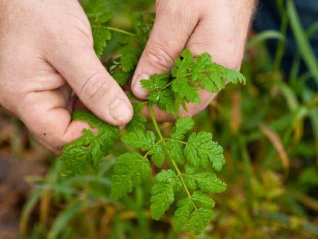 5 Edible Wild Plants